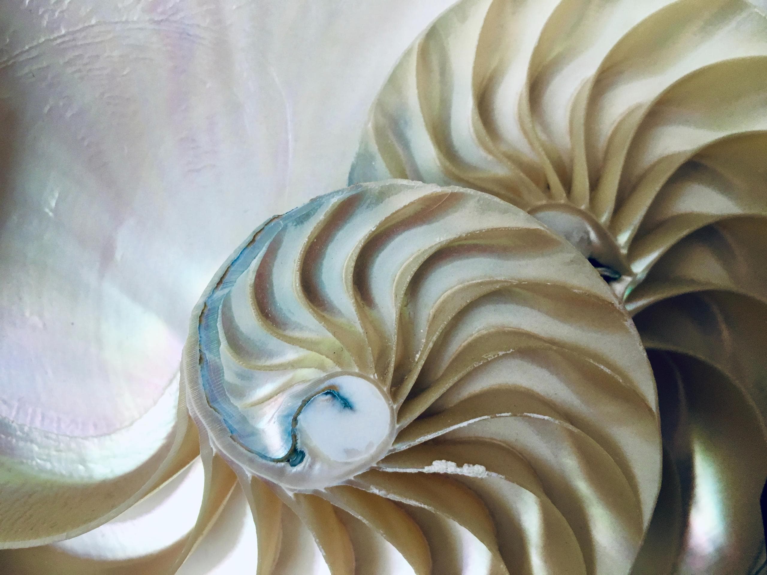 Nautilus shell fibonacci